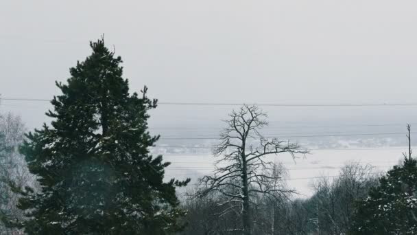 Stromy v husté sněžení a vesnici na pozadí rozostření — Stock video