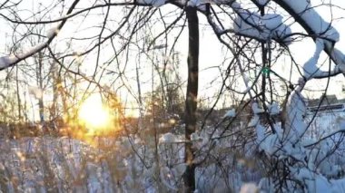 Kuru ot ile alanının gün batımı görünümü