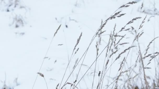 Trockenes Gras unter Schnee, Schiebereglerschuss — Stockvideo