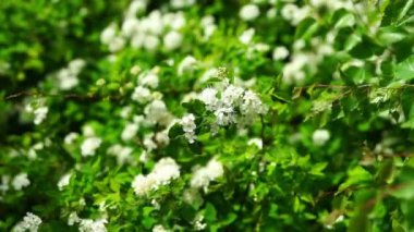 Beyaz alıç çiçek yeşil Bush