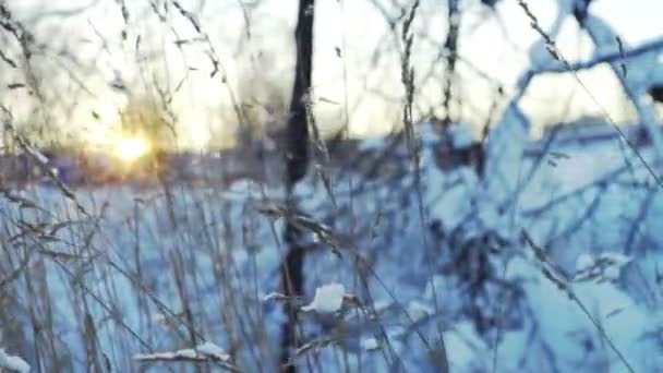 Sunset view of field with dry grass — Stock Video