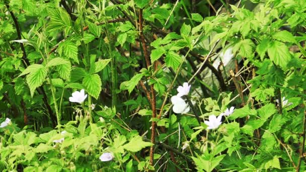 Mariposa blanca vuela sobre las flores — Vídeo de stock