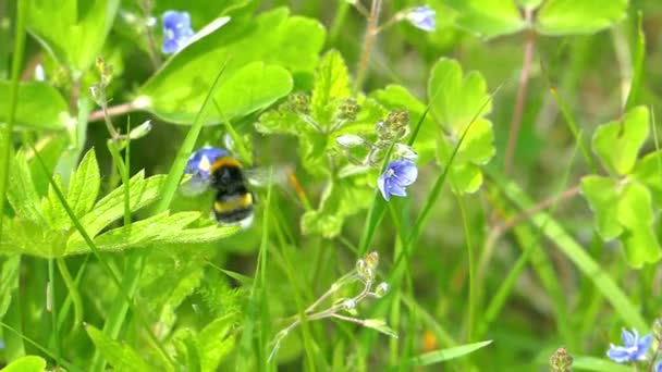 Bumble-ape che vola tra i fiori lentamente — Video Stock