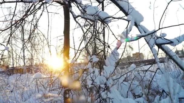 Вид на поле захід сонця з сухою травою — стокове відео