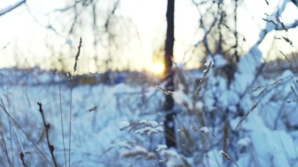 Solnedgången på fält med torrt gräs — Stockvideo