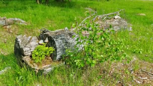 Holz veralteter Baumstamm im grünen Gras — Stockvideo