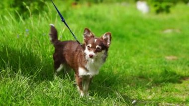 Chihuahua küçük köpek yeşil çim