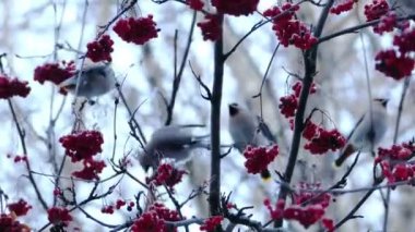 Ağacından üvez meyveleri yemekten bohem İpekkuyruk (Bombycilla Garrulus) kuşlar