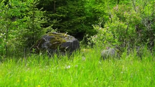 Pietre di roccia su erba verde — Video Stock