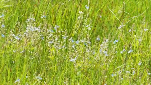 Vackra små violetta blommor i grönt gräs — Stockvideo