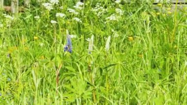 Yeşil çim güzel küçük mor çiçekler