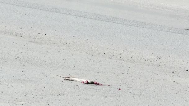 Rat mort sur la route — Video