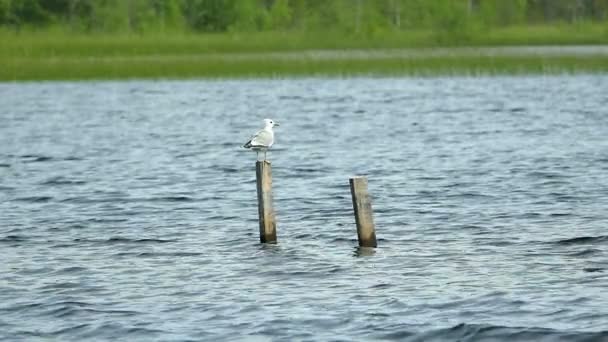 Gaviota sentarse en poste de madera en el mar — Vídeos de Stock