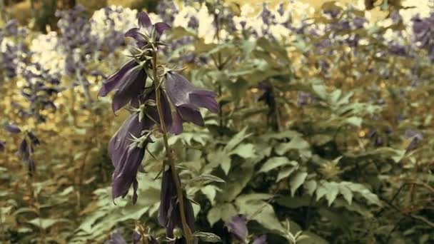 Bela Campanula Bellflower flores violetas — Vídeo de Stock