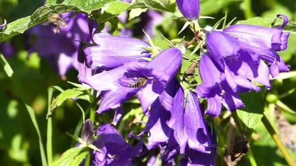 Όμορφη Campanula καμπανούλα ιώδη λουλούδια — Αρχείο Βίντεο