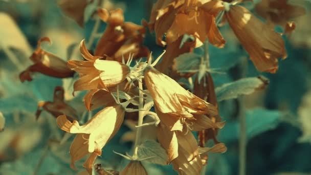 Mooie Campanula Bellflower goudgele bloemen — Stockvideo