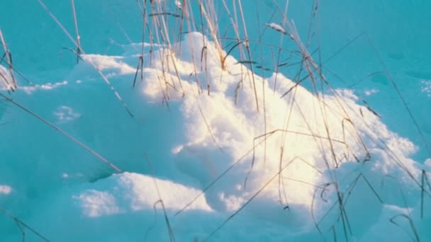 Сухая трава под белым снегом — стоковое видео