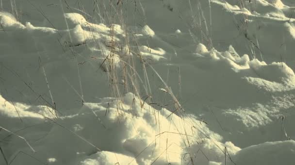 Grama seca sob neve branca — Vídeo de Stock