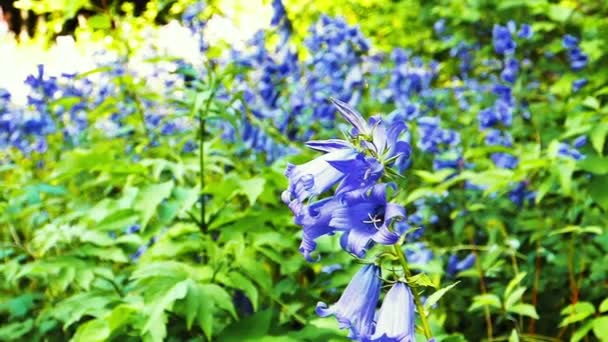 Schöne Glockenblume violette Blumen — Stockvideo