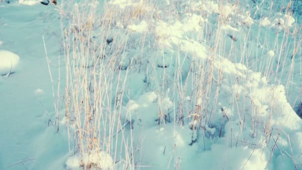 Dry Grass Under Snow in Counter Sunlight — Stock Video