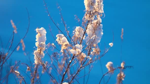 Herbe sèche sous la neige dans le contre-soleil — Video