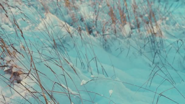 Herbe sèche sous la neige dans le contre-soleil — Video