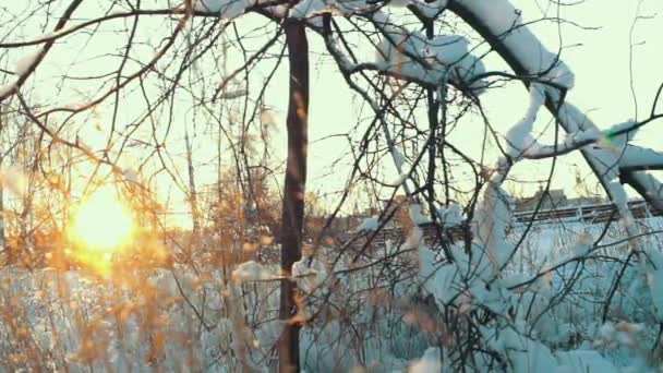 Sun Shines Through Tree Branch in Winter Day — Stock Video