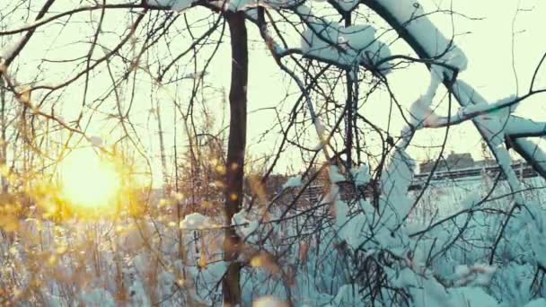 El sol brilla a través de la rama del árbol en el día de invierno — Vídeos de Stock
