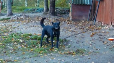 Siyah köpek kabuk yakınındaki köy evi