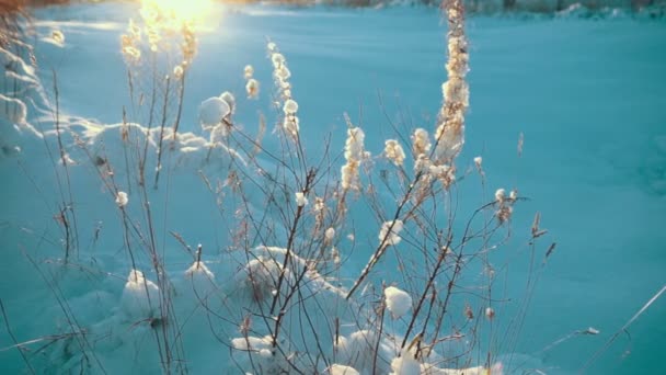 Erba secca sotto la neve in controluce solare — Video Stock