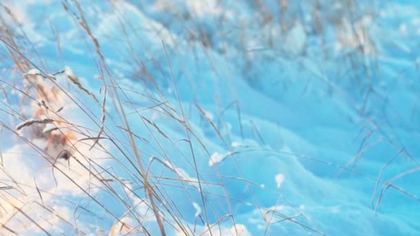 Herbe sèche sous la neige dans le contre-soleil — Video