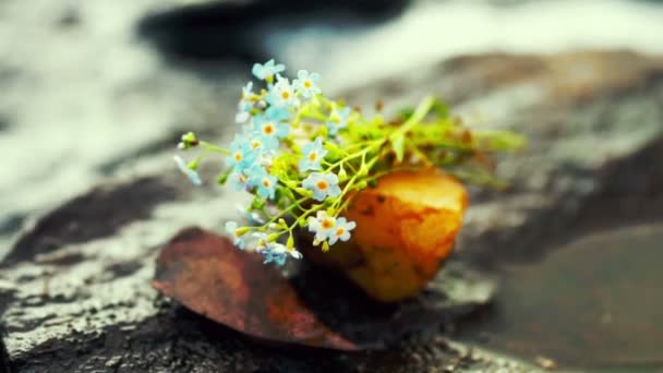 湖の岸辺で石の上に青い花の花束 — ストック動画