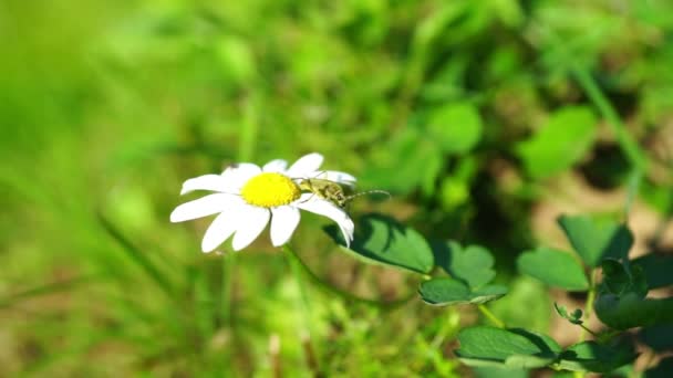 Manzanilla flor blanca en un primer plano de la pradera — Vídeos de Stock