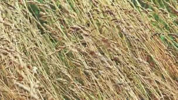 Orelhas de trigo amarelo maduro em um dia de verão — Vídeo de Stock