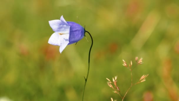 Kleine Flieder Blauglockenblume auf einer Wiese — Stockvideo