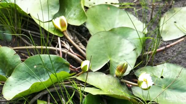 Water Lily Nenuphar bloemen aan de onderkant van gedroogde vijver — Stockvideo