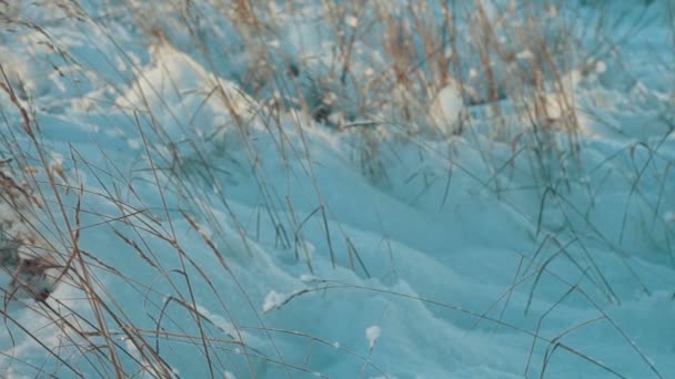 Herbe sèche sous la neige dans le contre-soleil — Video