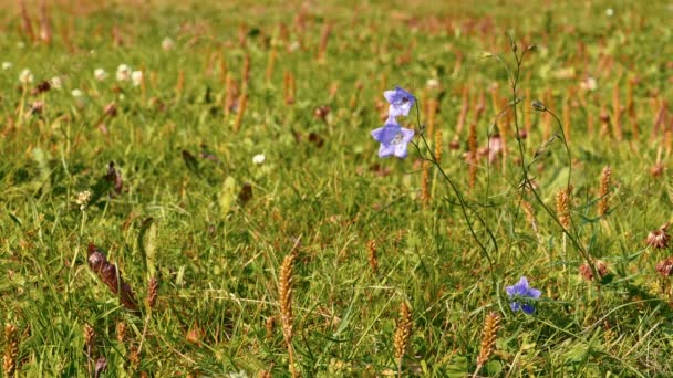 草原の Smal ライラック ブルーベルの花 — ストック動画