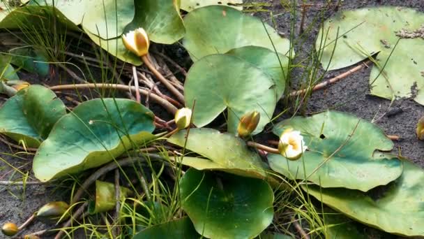 Agua Lily Nenuphar Flores en el fondo del estanque seco — Vídeos de Stock