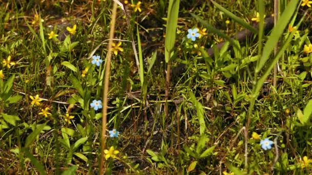 Schöne blaue Vergissmeinnicht-Blumen auf dem Feld — Stockvideo