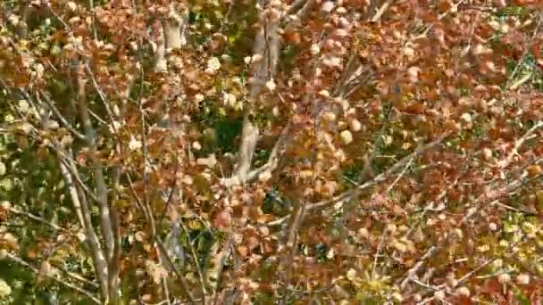 Herfst rood bladeren ruisen in de Aspen, Long Shot — Stockvideo