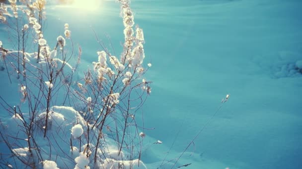 Hierba seca bajo la nieve en contraluz — Vídeo de stock