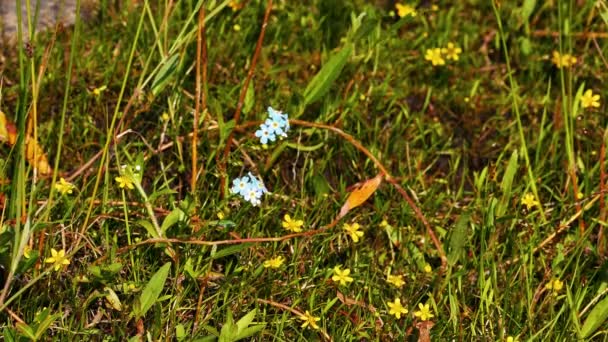 Blauwe bloempjes in gras — Stockvideo