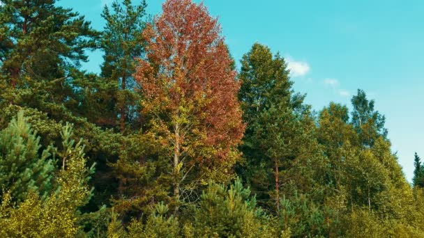 Otoño rojo deja rastrillo en el Aspen, tiro largo — Vídeos de Stock