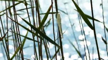 Arka plan gölde Reed bırakır