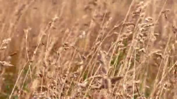 Dojrzałe żółta pszenica uszy w letnie dni — Wideo stockowe