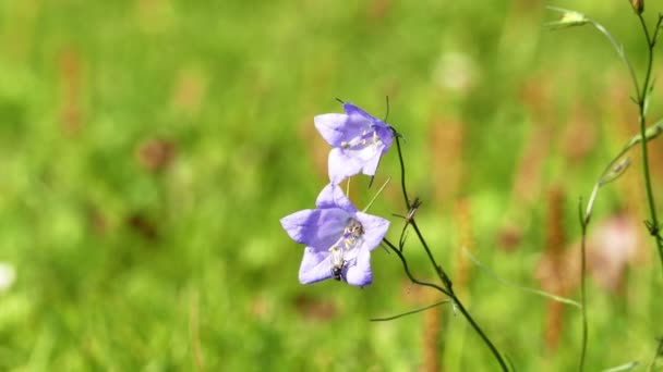 Smal Lila Bluebell květin na louce — Stock video