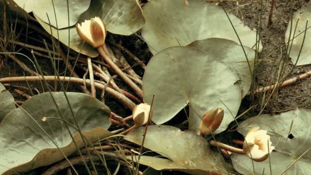 Lys d'eau Nenuphar Fleurs au fond de l'étang sec — Video