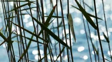 Arka plan gölde Reed bırakır