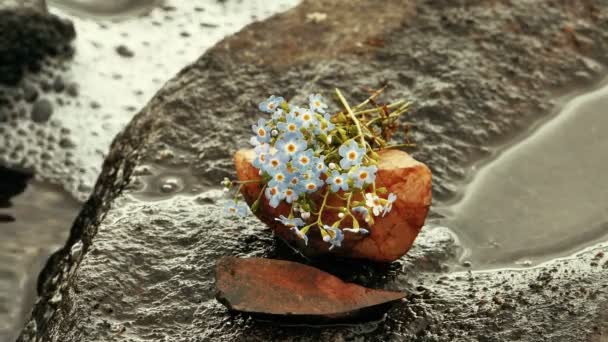 Bouquet de fleurs bleues sur une pierre au bord du lac — Video
